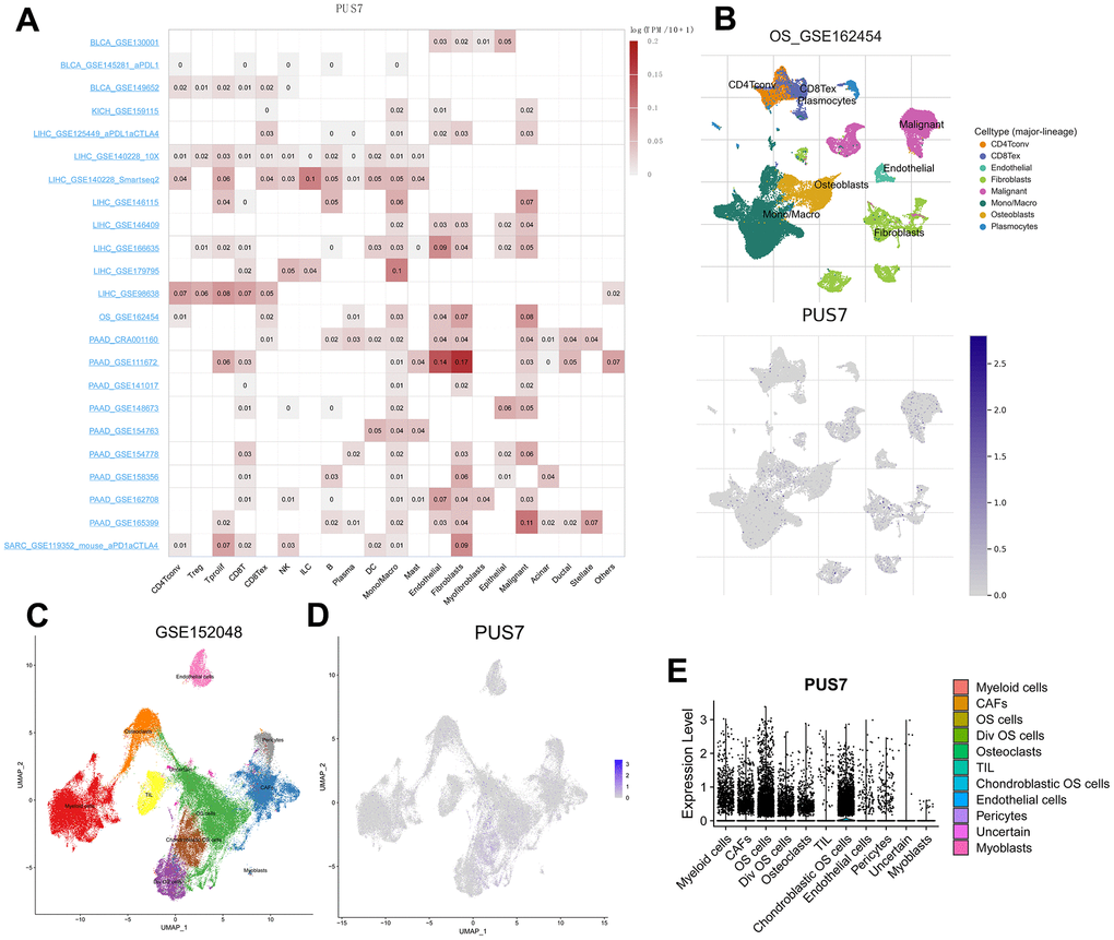 Single-cell analysis of PUS7 in cancers. (A) Summary of PUS7 expression of 23 cell types in 31 single-cell datasets. (B) UMAP plots of all single cells of osteosarcoma patients, showing all cell types in the plot. (C) UMAP plot of all cell clusters in the GSE150248 dataset. (D) UMAP plot and Violin plots. (E) showing the expression of PUS7 in each cell type.
