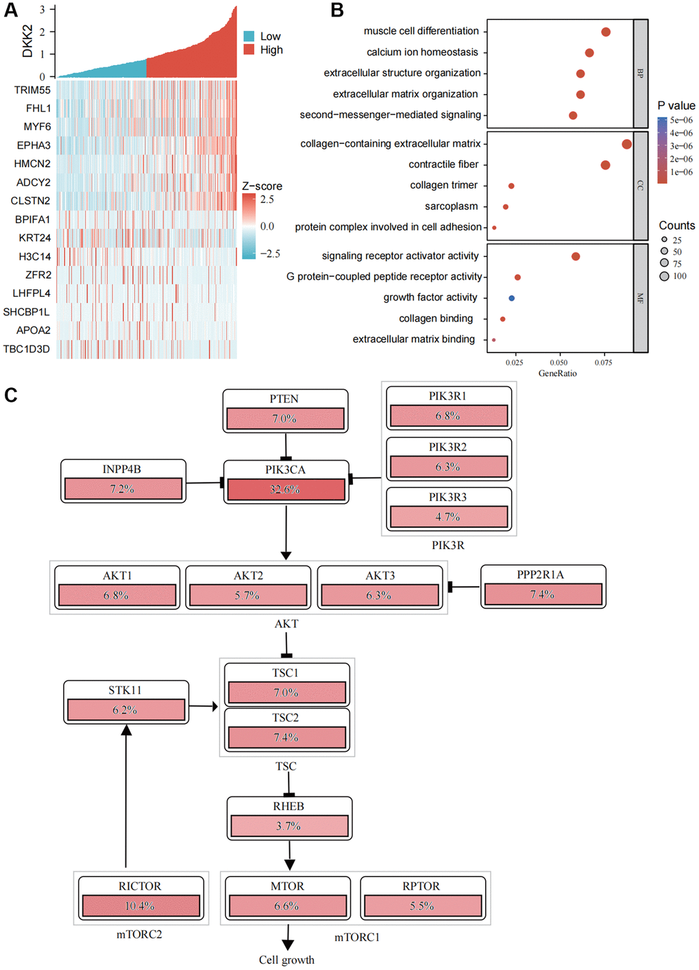 Functional enrichment analysis of DKK2. (A) Heatmap of DKK2 co-expressed genes in oral squamous cell carcinoma. (B) Gene Ontology enrichment analysis. (C) Schematic diagram of DKK2 affecting the PI3K/AKT signaling pathway. *p **p ***p ****p 
