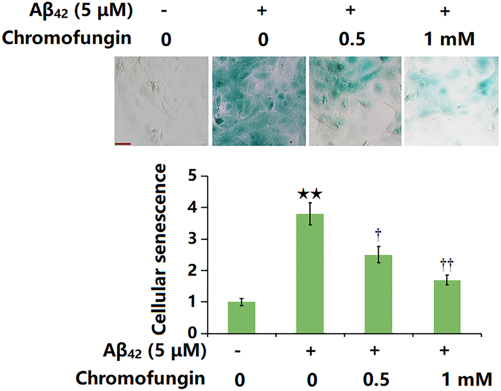 Chromofungin attenuated oligomeric Aβ42-induced cellular senescence of M17 neuronal cells. Cells were incubated with oligomeric Aβ42 (5 μM) with or without Chromofungin (0.5, 1 mM). Cellular senescence was examined using SA-β-gal staining at day 14. Scale bar, 50 μm (n = 6, **P †, ††P 42 group).