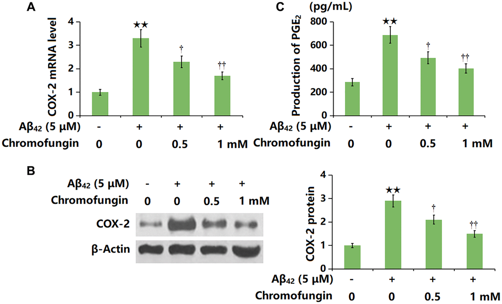 Chromofungin decreased the levels of COX-2 and the generation of PGE2 against oligomeric Aβ42 in M17 neuronal cells. Cells were incubated with oligomeric Aβ42 (5 μM) with or without Chromofungin (0.5, 1 mM) for 24 hours. (A) mRNA of COX-2 as measured by real-time PCR; (B) Protein expression of COX-2 as measured by western blot; (C) Production of PGE2 as measured by ELISA (n = 6, **P †, ††P 42 group).