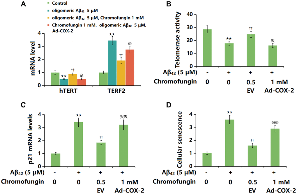 Overexpression of COX-2 impaired the beneficial function of Chromofungin against oligomeric Aβ42-induced cellular senescence in M17 neuronal cells. M17 cells were transduced with Ad-COX-2 and incubated with Chromofungin (1 mM) with oligomeric Aβ42 (5 μM). (A) mRNA expression of hTERT and TERF2; (B) Telomerase activity; (C) The mRNA levels of p21; (D) Cellular senescence was examined using SA-β-gal staining at day 14 (n = 6, **P ††P 42 group; ※, ※※P 42+Chromofungin group).