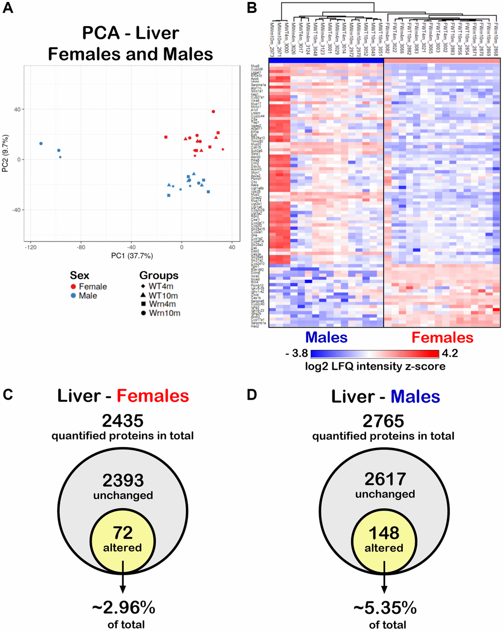 Impact of sexual dimorphism on the liver proteome profiles of wild type and WrnΔhel/Δhel mice at four and ten months of age. (A) Principal component analysis (PCA) graph of all wild type and WrnΔhel/Δhel mice at four and ten months of age. (B) Heatmap depicting the Z-score value of log base 2 of liver protein (rows) between individual (columns) wild type and WrnΔhel/Δhel that significantly separated females and males. (C) Venn diagram presenting the number of quantified proteins that were unchanged or altered between the different groups of females. (D) Venn diagram presenting the number of quantified proteins that were unchanged or altered between the different groups of males.