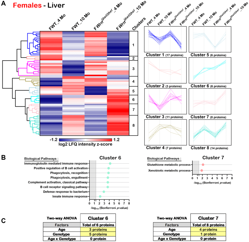 Significant proteomic changes in the liver of wild type and WrnΔhel/Δhel females at four and ten months of age. (A) Hierarchical clustering of label-free quantification (LFQ) intensities of 72 liver proteins that differed significantly in at least one of the comparisons between the various female groups with a two-fold change, a p-value 1.96. Numbers of proteins and intensity profiles are indicated for each cluster trend plots. (B) Gene ontology analysis of Cluster 6 and Cluster 7 that exhibited significant altered biological processes between the different groups of females. (C) Two-way ANOVA showing the number of proteins that significantly changed based on the age and/or the genotype of the females in Cluster 6 and Cluster 7.