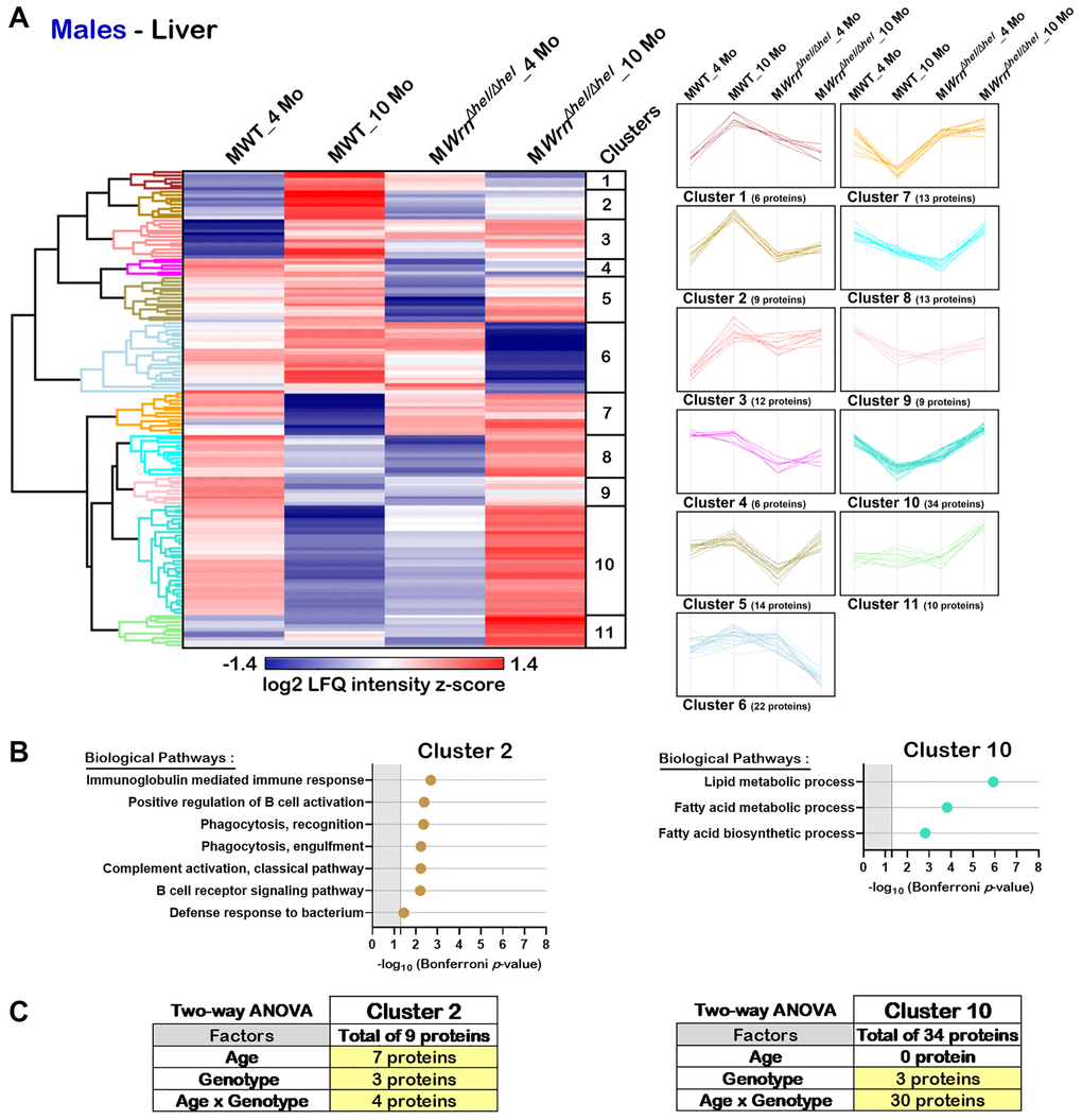 Significant proteomic changes in the liver of wild type and WrnΔhel/Δhel males at four and ten months of age. (A) Hierarchical clustering of label-free quantification (LFQ) intensities of 148 liver proteins that differed significantly in at least one of the comparisons between the various male groups with a two-fold change, a p-value 1.96. Numbers of proteins and intensity profiles are indicated for each cluster trend plots. (B) Gene ontology analysis of Cluster 2 and Cluster 10 that exhibited significant altered biological pathways between the different groups of males. (C) Two-way ANOVA showing the number of proteins that significantly changed based on the age and/or the genotype of the males in Cluster 2 and Cluster 10.