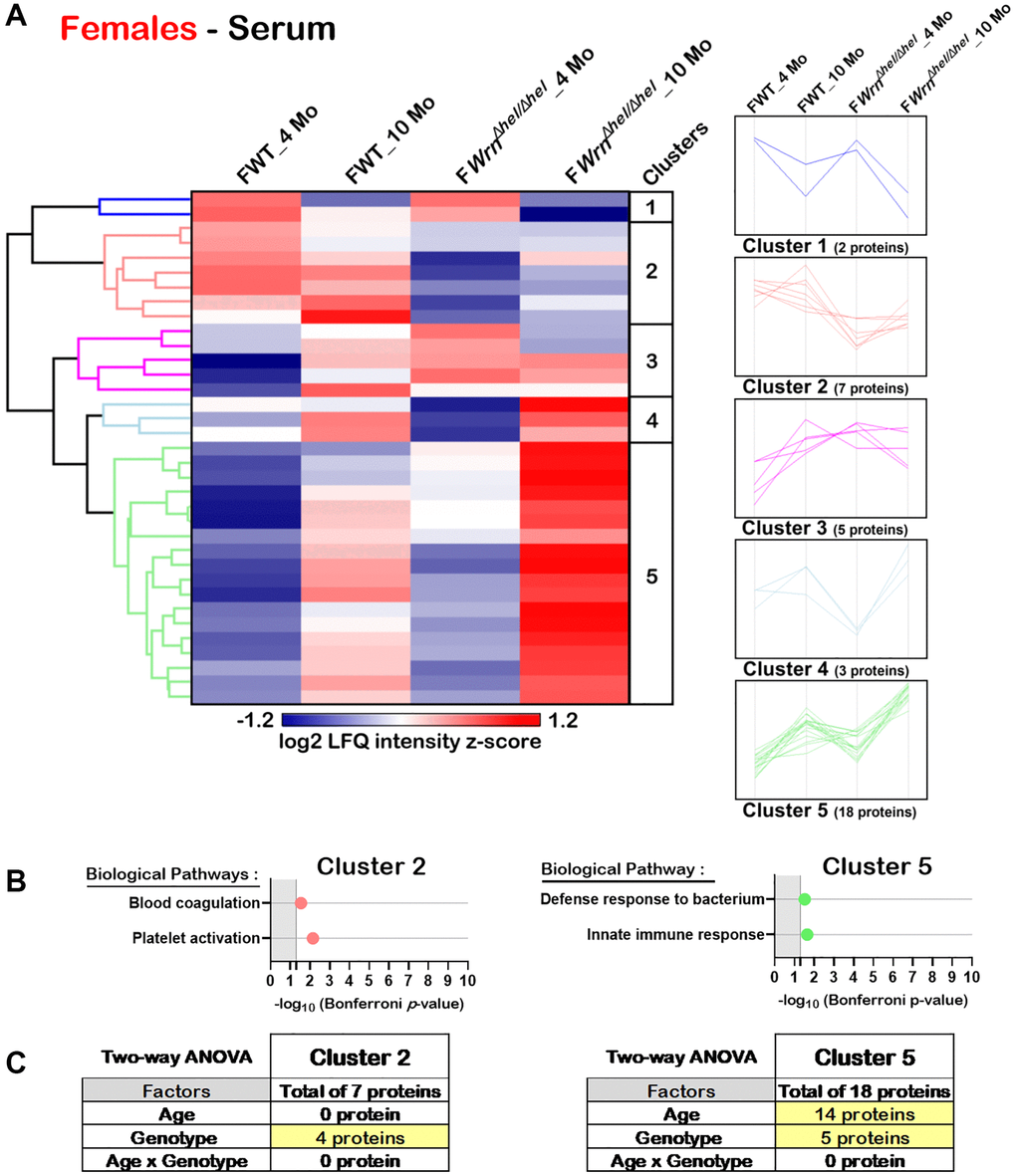 Significant proteomic changes in the serum of wild type and WrnΔhel/Δhel females at four and ten months of age. (A) Hierarchical clustering of label-free quantification (LFQ) intensities of 35 serum proteins that differed significantly in at least one of the comparisons between the various female groups with a two-fold change, a p-value 1.96. Numbers of proteins and intensity profiles are indicated for each cluster trend plots. (B) Gene ontology analysis of Cluster 2 and Cluster 5 that exhibited significant altered biological pathways between the different groups of females. (C) Two-way ANOVA showing the number of proteins that significantly changed based on the age and/or the genotype of the females in Cluster 2 and Cluster 5.