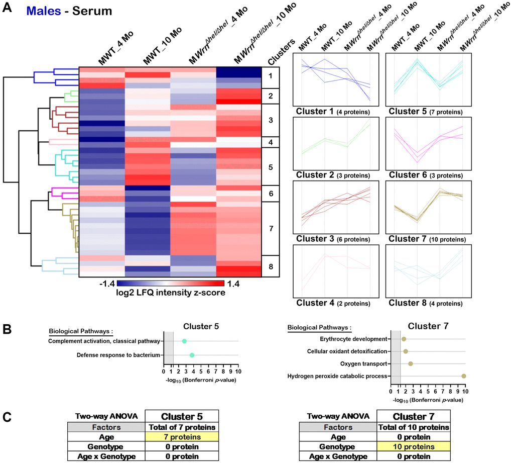Significant proteomic changes in the serum of wild type and WrnΔhel/Δhel males at four and ten months of age. (A) Hierarchical clustering of label-free quantification (LFQ) intensities of 39 serum proteins that differed significantly in at least one of the comparisons between the various male groups with a two-fold change, a p-value 1.96. Numbers of proteins and intensity profiles are indicated for each cluster trend plots. (B) Gene ontology analysis of Cluster 5 and Cluster 7 that exhibited significant altered biological pathways between the different groups of males. (C) Two-way ANOVA showing the number of proteins that significantly changed based on the age and/or the genotype of the males in Cluster 5 and Cluster 7.