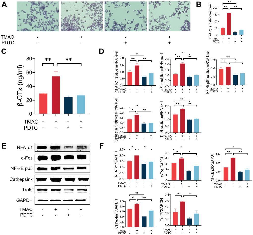 Inhibition of the NF-κB signaling pathway with PDTC reversed the effect of TMAO on osteoclast differentiation. (A, B) RAW 264.7 cells were pretreated with 25 μM PDTC for 2 h before being cultured with or without 100 μM TMAO. The number of TRAP-positive osteoclasts increased under 100 μM TMAO and decreased with PDTC pretreatment with or without TMAO. (magnification ×40). (C) The expression of β-CTx was up-regulated under 100 μM TMAO and suppressed by PDTC with or without TMAO treatment evaluated by ELISA (n = 3 per group). (D) The expression of osteoclast-specific genes was up-regulated under 100 μM TMAO and suppressed by PDTC with or without TMAO treatment evaluated by real-time PCR (n = 4 per group). (E, F) The protein expression levels of NFATc1, c-Fos, Cathepsin K, NF-κB p65, and Traf6 were promoted under 100 μM TMAO and suppressed by PDTC with or without TMAO treatment as examined by Western blot (n = 3 per group). * p p 