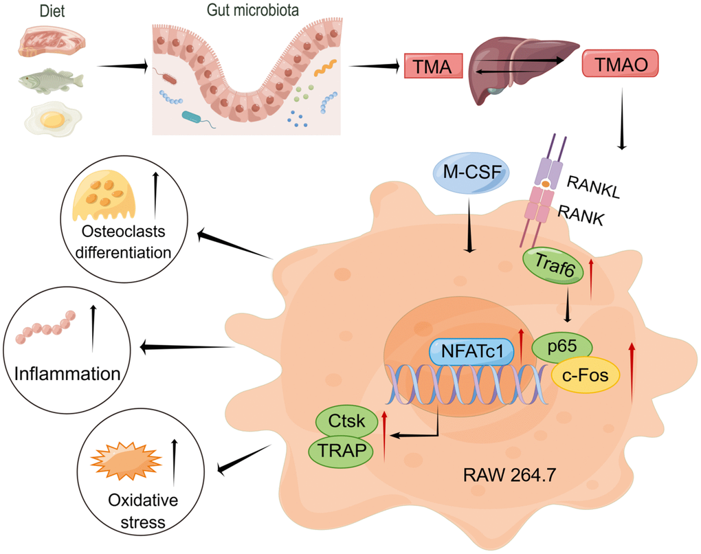 Working model drawn by Figdraw illustrating the promotion mechanism of TMAO on RANKL-induced osteoclast differentiation.