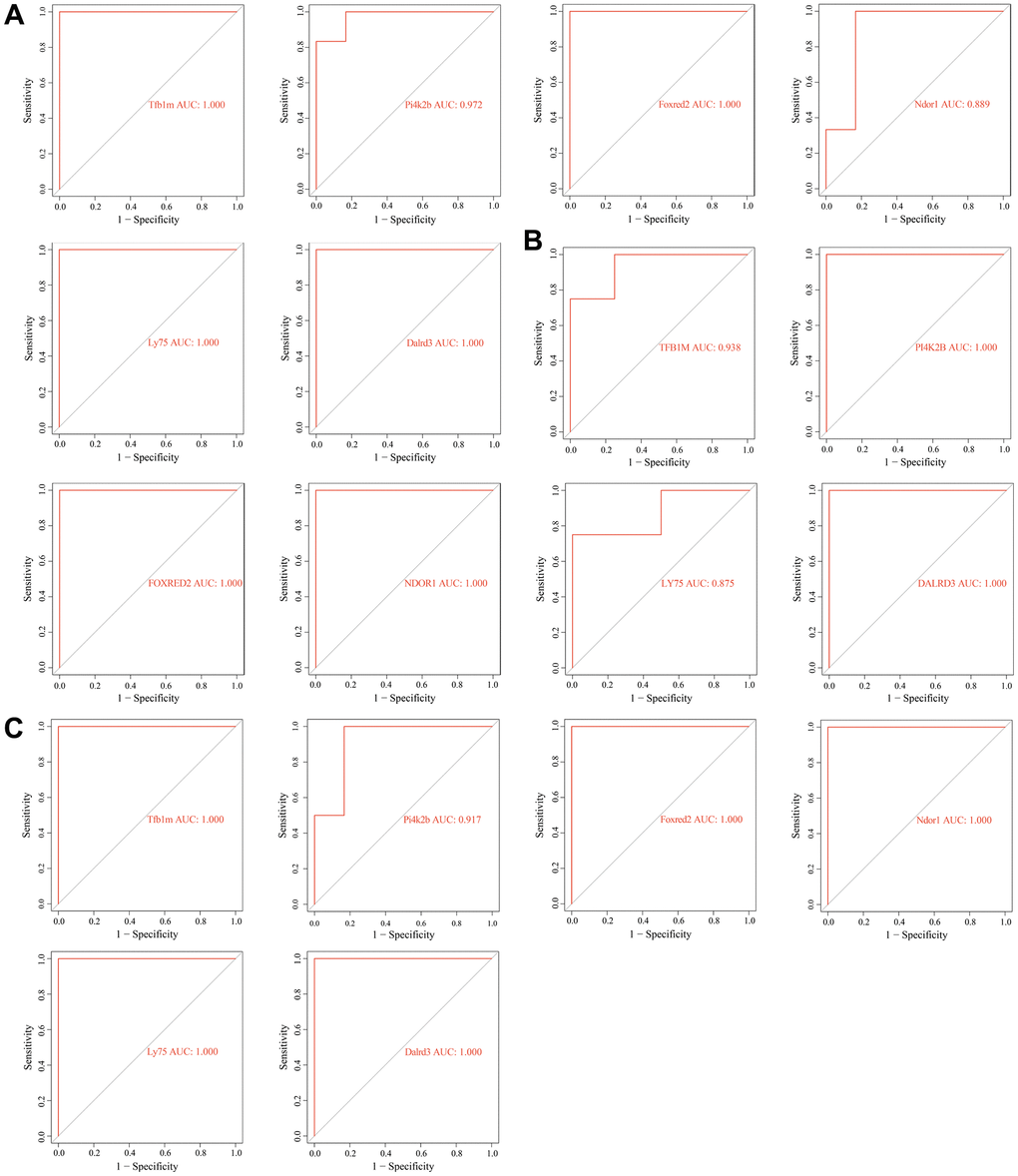 Receiver operating characteristic (ROC) analysis of key genes related to diabetic vascular aging. (A) ROC curves of Tfb1m1, Pi4k2b, Foxred2, Ndor1, Ly75 and Dalrd3 in GSE66280 dataset. (B) ROC curves of TFB1M1, PI4K2B, FOXRED2, NDOR1, LY75, DALRD3 in GSE171663 dataset. (C) ROC curves of Tfb1m1, Pi4k2b, Foxred2, Ndor1, Ly75 and Dalrd3 in the merged diabetic vasculopathy dataset (merged GSE121487 and GSE57329 datasets).