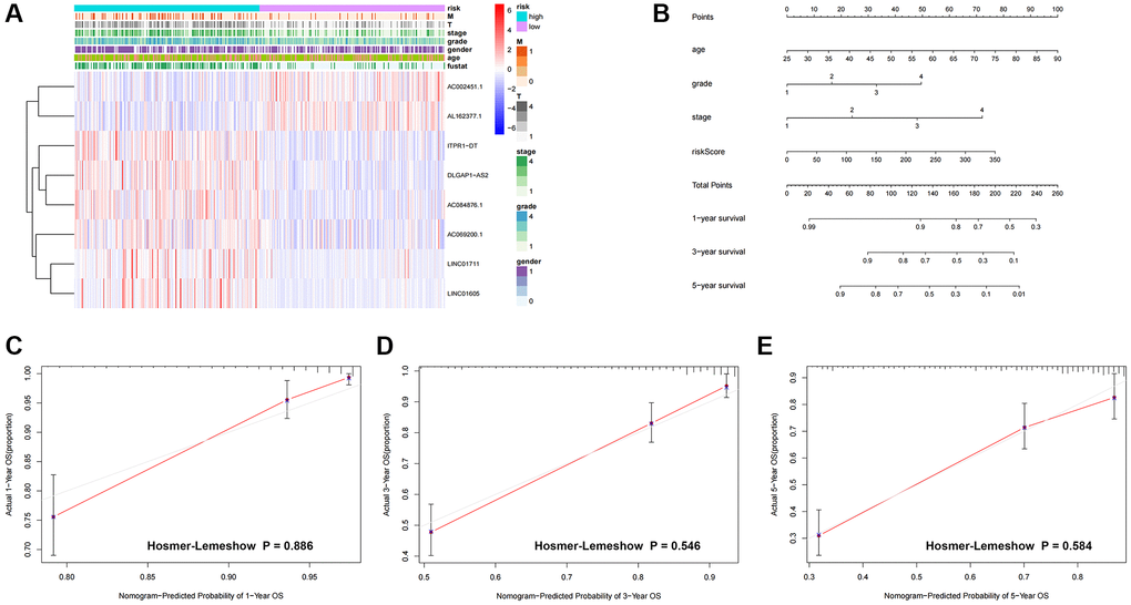Heatmap and nomogram construction and validation of the distribution of model signatures and clinicopathological variables. (A) Heatmap showing the distribution of clinicopathological factors and eight lncRNAs associated with prognostication. (B) For ccRCC patients, survival at 1, 3 and 5 years was predicted by nomogram survival in conjunction with risk scores and clinicopathological factors. (C–E) Calibration curves and Hosmer-Lemeshow test for the validation of the predicted probability of 1, 3, 5-year survival. Abbreviations: lncRNAs: long-chain non-coding RNAs; T: tumor size; M: metastasis; OS: overall survival; ccRCC: renal clear cell carcinoma.