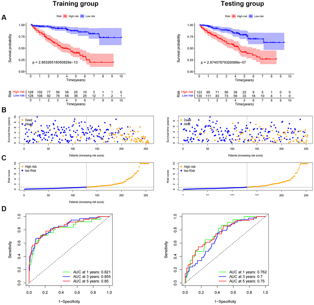 Internal validation of OS prediction signatures based on internal datasets. Kaplan-Meier survival curves for the test and training groups. (A, B) Training and test groups’ survival duration and status. (C) Training and test groups’ distribution of total survival risk scores. (D) ROC curves and AUCs for patients in the training and test groups’ 1-, 3-, and 5-year survival rates. Abbreviations: ROC: receiver operating characteristic; AUC: area under the curve; OS: overall survival; TCGA: Cancer Genome Atlas.