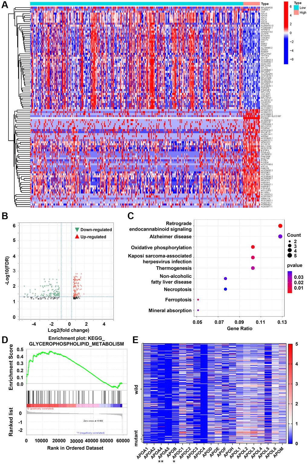 PIK3CA mutant CRC tissues exhibits increased APOA5 expression. (A) Heatmap for DEGs generated by comparison of wild-type vs. mutant PIK3CA group in colon cancer samples. The row name of heatmap is the gene name, and the column represents each sample in the cohort. (B) Volcano plot for the DEGs. The blue and red dots represented the significantly downregulated and upregulated genes, respectively; and the gray dots represented the genes without differential expression. DEGs were determined by Wilcoxon rank sum test with FDR 1 as the significance threshold. (C) KEGG enrichment analysis for 244 DEGs, terms with p and q D) Enriched gene sets in C2 collection by the PIK3CA mutant samples expression. Up-regulated genes are located on the left which approach the origin of the coordinates (p q E) Differentiated expression of apolipoproteins in the wild-type and mutant PIK3CA sample. **p *p = 0.016 by Wilcoxon rank sum test.