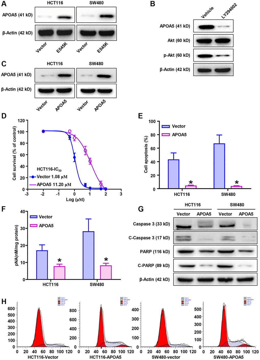 PIK3CA-E545K induced L-OHP resistance is mediated by the modulation of APOA5. (A) Western blot analysis was performed to evaluate the expression levels of APOA5 in PIK3CA-E545K infected HCT116 and SW480 cells. (B) After treatment with inhibitor LY294002, Western blot analysis was performed to evaluate the expression of APOA5 in PIK3CA-E545K infected HCT116 cells. (C) Ectopic APOA5 expression was conformed in HCT116 and SW480 cells with Western blot assays. (D) The IC50 of control and HCT116/APOA5 cells were analyzed with cell viability with gradient L-OHP treatment. The IC50 were 11.20 μM and 1.08 μM, respectively. (E) Flow cytometry was performed to determine cell apoptosis of APOA5 overexpressed HCT116 and SW480 cells which were treated with L-OHP (1 μM). (F) Caspase 3 activity was measured by pNA concentrations in APOA5 overexpressing cells with L-OHP (2 μM) treatment. (G) Western blotting was performed to detect caspase 3, cleaved caspase-3 (C-Caspase 3), full-length PARP and cleaved PARP (C-PARP) in APOA5 overexpressing cells after L-OHP treatment. β-actin was used as a loading control. (H) Cell cycle distribution in APOA5 overexpressed HCT116 and SW480 cells with L-OHP treatment (2 μM for 48 h). The proportion of cells in cell cycle phases was measured by flow cytometry and quantified by FlowJo software. Results are representative of at least three independent experiments. p-values *.
