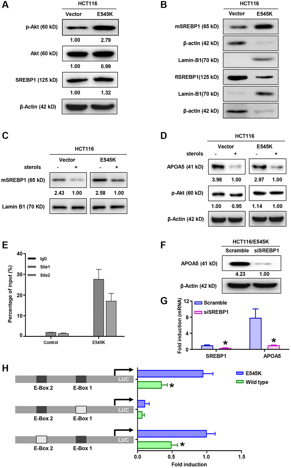 SREBP1 activation is necessary for APOA5 transcriptional regulation in PIK3CA mutant CRC cells. (A) The protein levels of Akt, p-Akt and SREBP1 were measured by Western blot assays in HCT-116 cells transfected with PIK3CA-E545K or vector plasmids. (B) Immunoblotting assays were performed with nuclear and cytoplasmic extracts from HCT116/Vector and HCT116/E545K cells, which showed increased mature SREBP1 (mSREBP1, 65 kD) and decreased full-length SREBP1 (flSREBP, 125 kD) in HCT116/E545K cells. (C) Transfected cells were cultured in the presence or absence of 1 mg/ml 25-hydroxycholesterol (sterols) for 2 hours, and nuclear extracts were analyzed for expression of mSREBP1. (D) Whole cell lysates of sterols treated cells were analyzed for expression of APOA5 and p-Akt. (E) ChIP-PCR assays were performed to access the binding between SREBP1 and APOA5 promoter. (F) SREBP1 knockdown was performed with siRNA transfection. APOA5 protein levels were quantified 72 hours after cell infection. (G) The mRNA levels of SREBP1 and APOA5 were quantified by real time PCR. (H) Transfected HCT116 cells were further infected with luciferase (LUC) reporter constructs which contains a wild type or mutant APOA5 promoter fragment as shown. Luciferase activity was measured and compared between different groups. Results are representative of at least three independent experiments. p-values *.