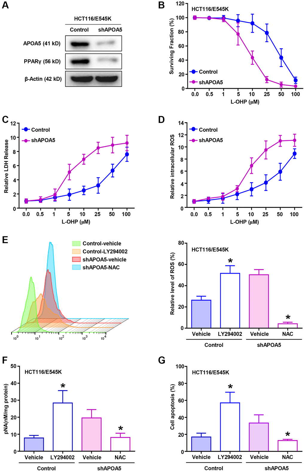 APOA5 alleviates ROS production in PIK3CA-E545K CRC cells with L-OHP treatment. (A) APOA5-silencing and control HCT116/E545K cells were lysed to measure APOA5 and PPARγ protein expression by Western blot analysis. (B) CCK-8 assays were performed to determine the growth inhibition rate in control and APOA5 silencing HCT116/E545K cells in the presence of increasing doses of L-OHP. (C) Established cells were treated for 48 h with L-OHP. Cell death was measured with the LDH assay as 100%* (LDH medium/(LDH medium + LDH lysate)). (D) Flow cytometry analysis was performed to evaluate the ROS production of APOA5 silenced and control cells with a gradient concentration of L-OHP treatment. Displayed as mean +/− SD (n = 3). (E) After combined treatment of L-OHP (2 μM), LY294002 (10 μM) and NAC (2 mM) as described, flow cytometry analysis was performed to evaluate ROS production of HCT116/E545K control and APOA5 silencing cells. (F) Caspase 3 activity was measured by pNA concentrations in HCT116/E545K control and APOA5 overexpressing cells, which was treated with L-OHP (10 μM) and LY294002 or NAC. (G) Flow cytometry was performed to determine cell apoptosis of HCT116/E545K control and APOA5 silencing cells, which was treated with L-OHP (2 μM) and LY294002 or NAC for 48 h. Results are representative of at least three independent experiments. p-values *.
