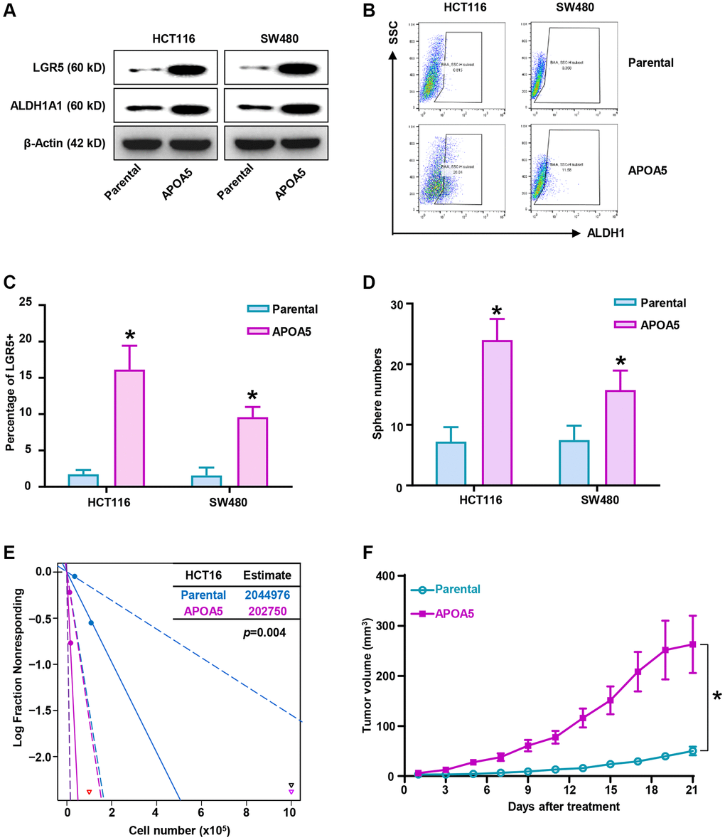 Elevated APOA5 enhances stemness traits of primary CRC cells. (A) Expression levels of stemness-related factors, LGR5 and ALDH1A1 in APOA5 overexpressed and parental primary cells, which was analyzed with Western blot assays. (B) ALDH1high proportion of APOA5 overexpressed and parental cells were determined by flow cytometry analysis. (C) The percentage of LGR5 positive cells in APOA5 overexpressed and parental cells were analyzed with flow cytometry analysis. Data are shown as the mean +/− SEM. (D) Tumorosphere formation efficiency was compared between APOA5 overexpressed and parental cells. Results are representative of at least three independent experiments. (E) Tumorigenesis ability of HCT116-APOA5 and parental cells was analyzed with subcutaneous xenografts by gradient number of cancer cells in vivo. (F) Growth curves of tumors (1 × 106 cells injected) showed increased tumor growth of HCT116/APOA5 than control cells (n = 6 each group). p-values *.