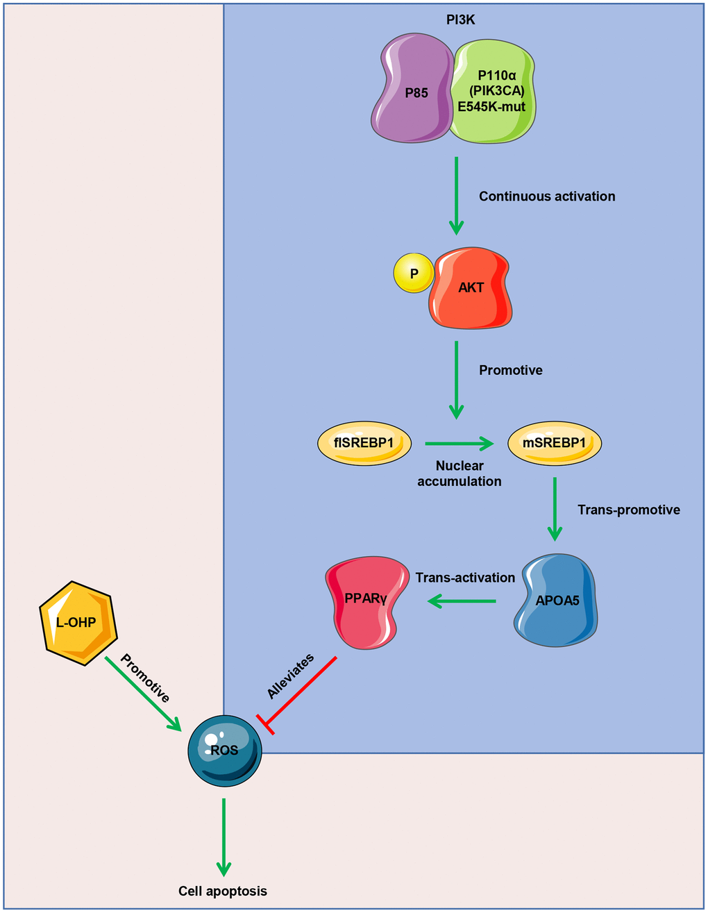 Mode diagram of the oxaliplatin resistance mechanism in PIK3CA mutant CRC cells.