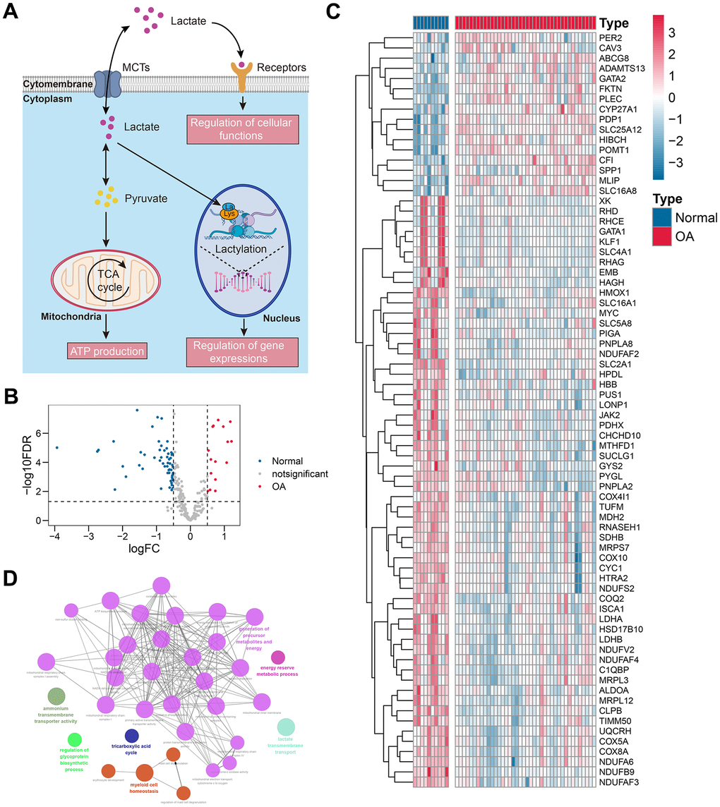 Differentially-expressed lactate metabolism-related genes. (A) The schematic summary of the biological functions of lactate. (B, C) The volcano plot (B) and the heat map (C) indicated that 74 of 273 lactate metabolism-related genes were differentially expressed between the control and OA tissues. (D) The functional annotation of the 74 genes. Abbreviation: OA, osteoarthritis.