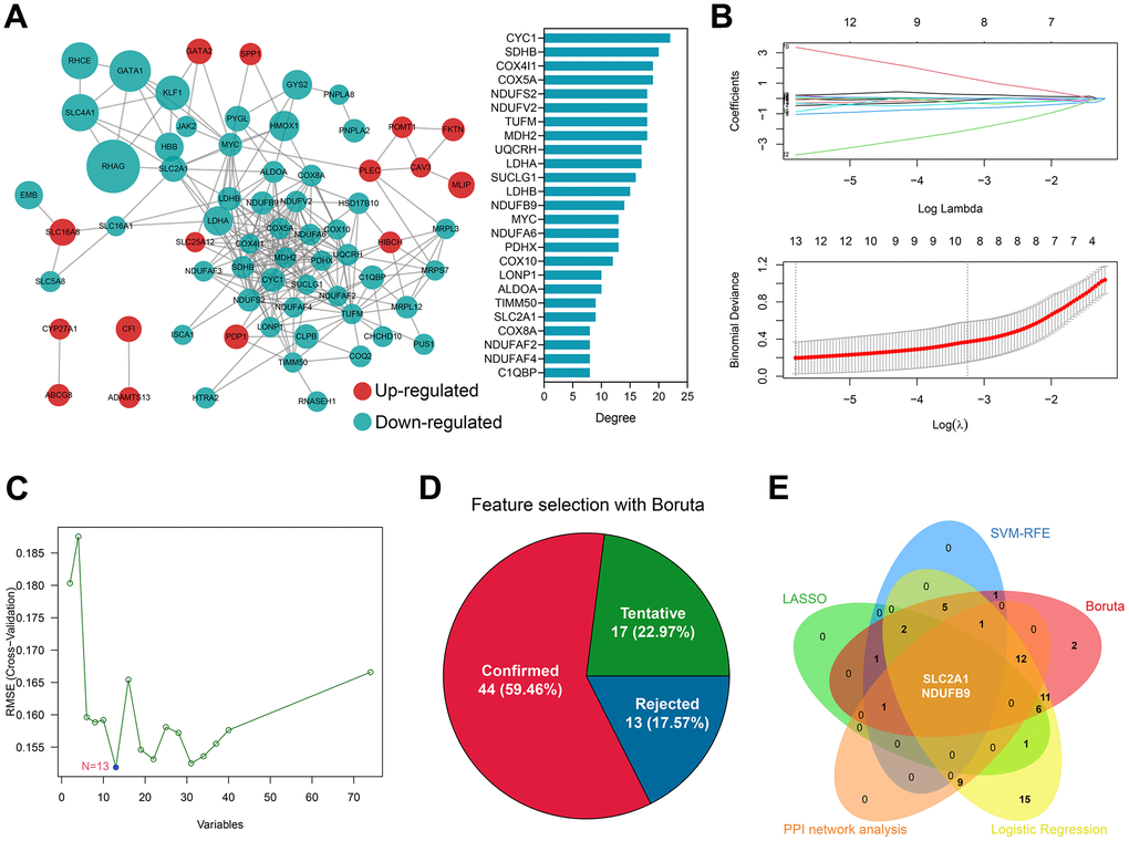 SLC2A1 and NDUFB9 were co-determined by bioinformatical analyses and machine learning algorithms. (A) The construction and analyses of the PPI network. (B) 13 genes were identified by the LASSO regression. (C) 13 genes were determined by the SVM-RFE algorithm. (D) Boruta algorithm showed that 44 genes were of high diagnosis value. (E) SLC2A1 and NDUFB9 were co-determined by the LASSO, SVM-RFE, Boruta, univariate logistic regression, and PPI network analysis. Abbreviations: LASSO, least absolute shrinkage and selection operator; SVM-RFE, supporter vector machine-recursive feature elimination; PPI, protein-protein interaction.