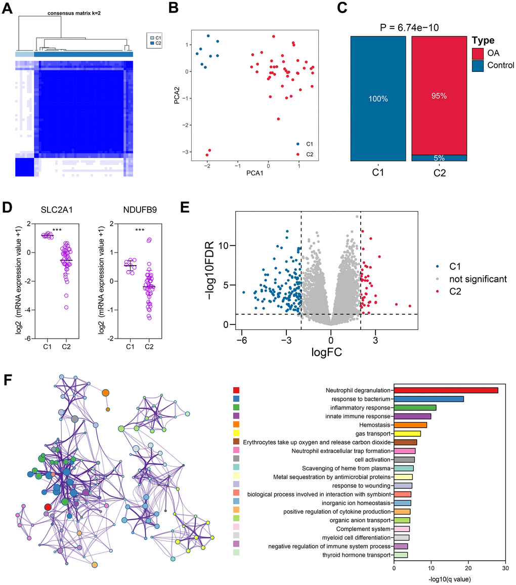 The unsupervised clustering based on the expressions of NDUFB9 and SLC2A1. (A) 50 cartilage samples were divided into two different clusters using the consensus clustering algorithm. (B) Principal Component Analysis was performed to confirm the reliability of the clustering. (C) The clustering was associated with OA features. (D) The expressions of NDUFB9 and SLC2A1 were significantly altered in these two clusters. (E) 190 genes, which were differentially expressed between cluster 1 and cluster 2, were identified. (F) The functional enrichment of the 190 genes. ***P .