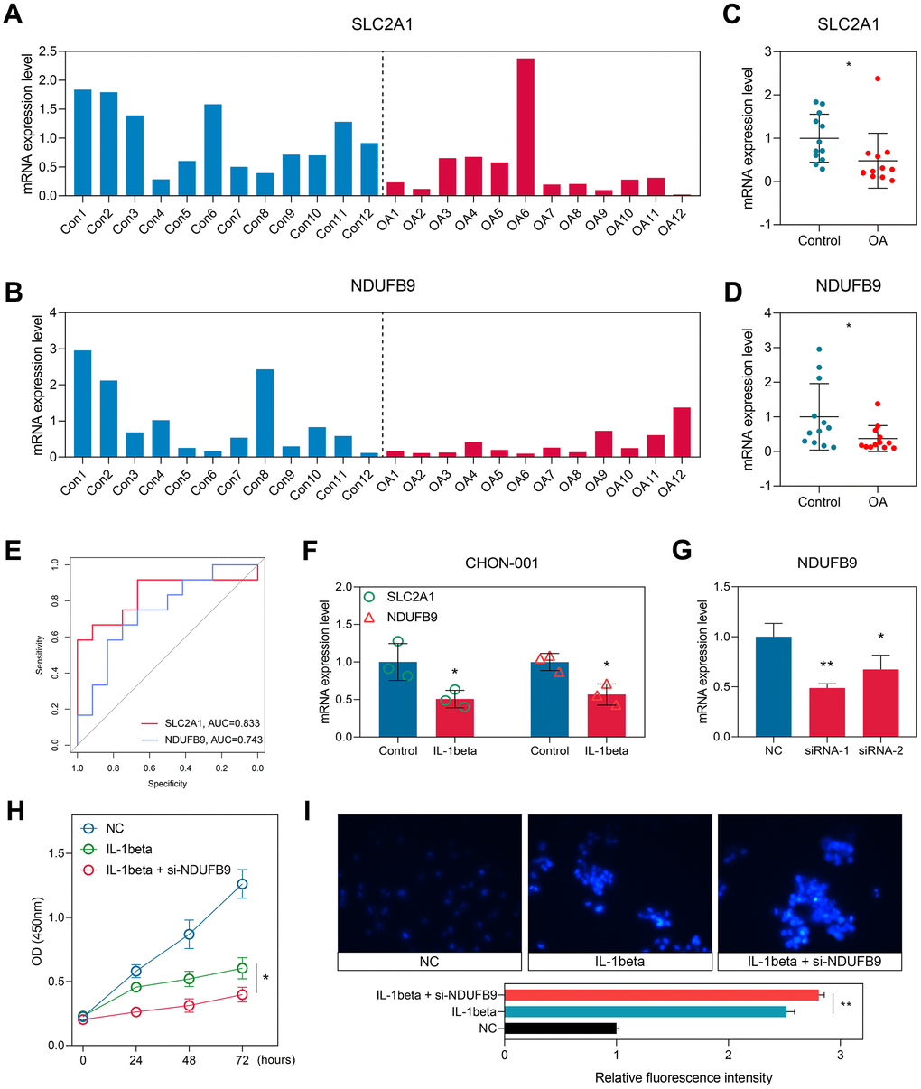 Experimental validation in the clinical samples and cellular experiments. (A, B) The expression levels of SLC2A1 (A) and NDUFB9 (B) in the 12 control and 12 OA samples collected from the local hospital. (C, D) The levels of SLC2A1 (C) and NDUFB9 (D) were down-regulated in the OA tissues. (E) The diagnostic performance of SLC2A1 and NDUFB9 in the local cohort. (F) SLC2A1 and NDUFB9 were both down-regulated in the CHON-001 cells treated with IL-1beta. (G) Two different siRNAs were used to construct the NDUFB9-knockdown CHON-001 cells. (H) The proliferation rate was inhibited in the NDUFB9-knockdown CHON-001 cells. (I) The CHON-001 cells with the knockdown of NDUFB9 showed higher levels of apoptosis after the IL-1beta treatment. *P .