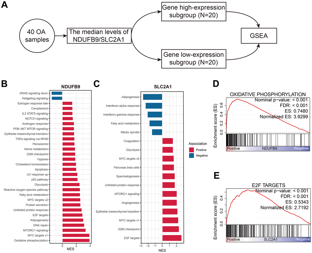 The functional annotation of NDUFB9 and SLC2A1 in the OA samples. (A) GSEA was conducted according to the median expression levels of the genes. (B, C) The biological processes associated with NDUFB9 (B) and SLC2A1 (C). (D, E) The signal pathways most relevant to NDUFB9 (D) and SLC2A1 (E). Abbreviation: GSEA, Gene Set Enrichment Analysis.