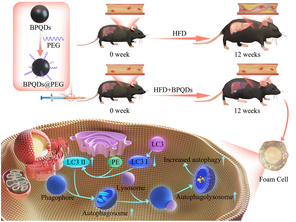 Schematic overview of the development and use of black phosphorus quantum dots (BPQDs) for the prevention of atherosclerosis (AS).