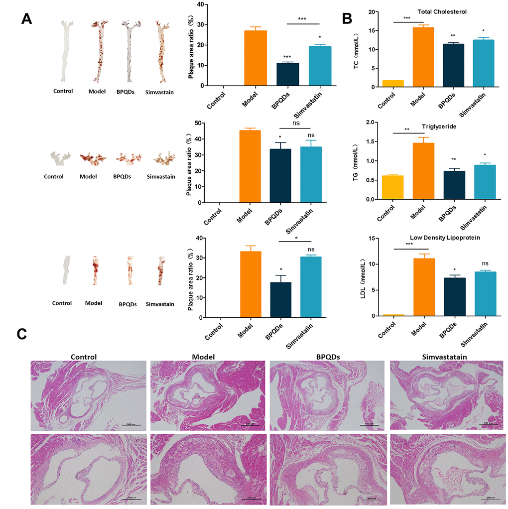 Preventive effect of each group after 12 weeks of preventive drug use. (A) Oil red O staining of aortic tree, aortic arch, and abdominal aorta, and the proportion of plaque area; statistical analysis results were obtained by comparison with the model group (B) Comparison of three levels of blood lipids in each group; statistical analysis results were obtained by comparison with the model group (C) HE staining of aortic root in each group (first row: 40×, second row: 100×).