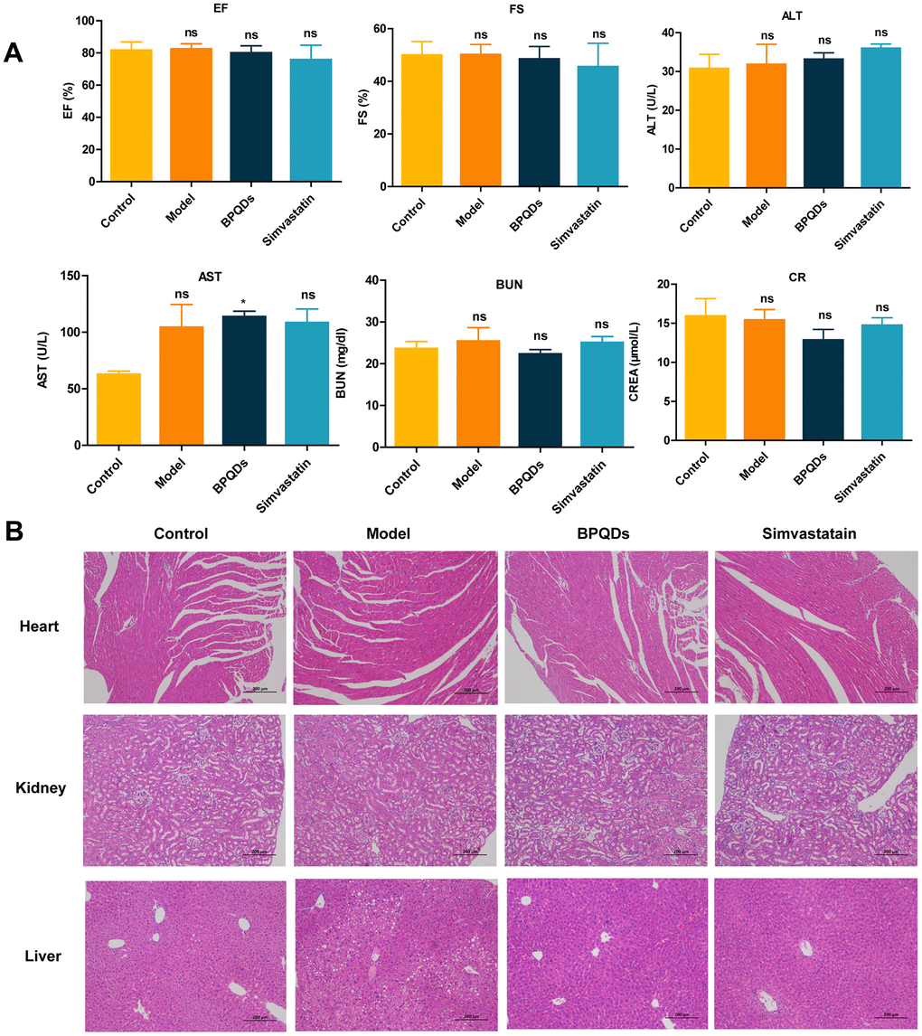 Safety evaluation of the drug after 12 weeks of prophylactic administration. (A) Comparison of cardiac and liver and kidney function in each group. (B) HE staining of the heart, liver, and kidney in each group (100×).