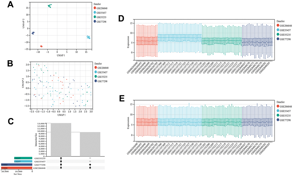 Dataset information and merging. UMAP plot before de-batching effect (A) and UMAP diagram after de-batching (B). Sample content of each dataset (C). Box plot before (D) and after removing the batch effect (E). The data distribution tends to be consistent among the data sets after removing the batch effect, and the median is on a line. The samples of each dataset after removing the batch effect are clustered and intertwined with each other, suggesting a better removal of the batch effect.