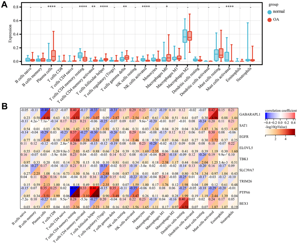 Immune infiltration analysis. Comparison of the proportion of 22 immune cell types in OA and normal samples (A). Heat map display of 9 diagnostic genes with immune cell correlation (B). p-value