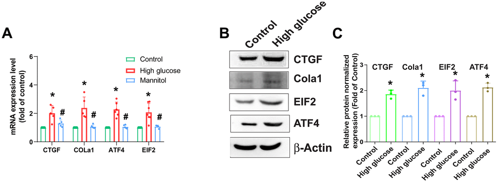 HG enhances fibrotic protein expression in HAFCs. HAFCs were treated with glucose (33 mM) or mannitol (33 mM) for 24 h, and the indicated mRNA (A) and protein (B) expression was examined by qPCR (n=5) and Western blot (n=3). (C) The densitometry analysis of (B) was quantified. * p 