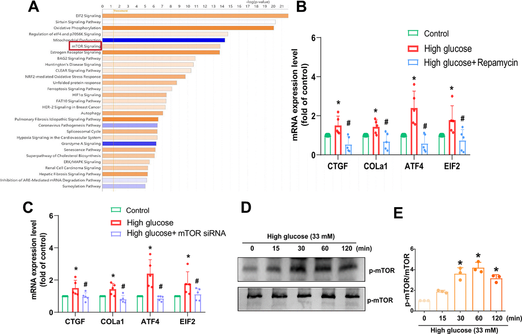 mTOR is regulated in HG-promoted fibrotic protein expression in HAFCs. (A) IPA pathway enrichment figure showing pathways in the GSE219145 dataset that significantly changed. (B, C) HAFCs were treated with mTOR inhibitor (rapamycin; 10 μM) or transfected with mTOR siRNA then treated with HG, and the indicated mRNA expression was examined by qPCR (n=5). (D) Cells were stimulated with HG, and the p-mTOR expression was examined by Western blot (n=3). (E) The densitometry analysis of (D) was quantified. * p p 