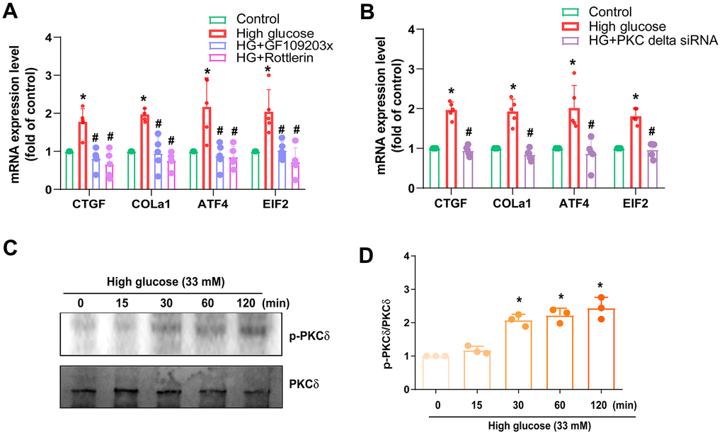 PKCδ is regulated in HG-promoted fibrotic protein expression in HAFCs. (A, B) HAFCs were treated with PKC inhibitor (GF109203x; 10 μM), PKCδ inhibitor (rottlerin; 10 μM) or transfected with PKCδ siRNA then applied with HG, and the indicated mRNA expression was examined by qPCR (n=5). (C) Cells were stimulated with HG, and the p-PKCδ expression was examined by Western blot (n=3). (D) The densitometry analysis of (C) was quantified. * p p 