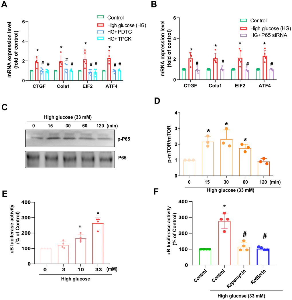 HG induces NF-κB-mediated fibrotic protein expression in HAFCs through mTOR and PKCδ pathways. (A, B) HAFCs were treated with NF-κB inhibitors (PDTC and TPCK; 10 μM) or transfected with p65 siRNA then applied with HG, and the indicated mRNA expression was examined by qPCR (n=5). (C) Cells were stimulated with HG, and the p-p65 expression was examined by Western blot (n=3). (D) The densitometry analysis of (C) was quantified. (E, F) HAFCs were treated with HG (3 – 33 mM) or pretreated with rapamycin or rottlerin then applied with HG, and the NF-κB luciferase activity was examined (n=5). * p p 
