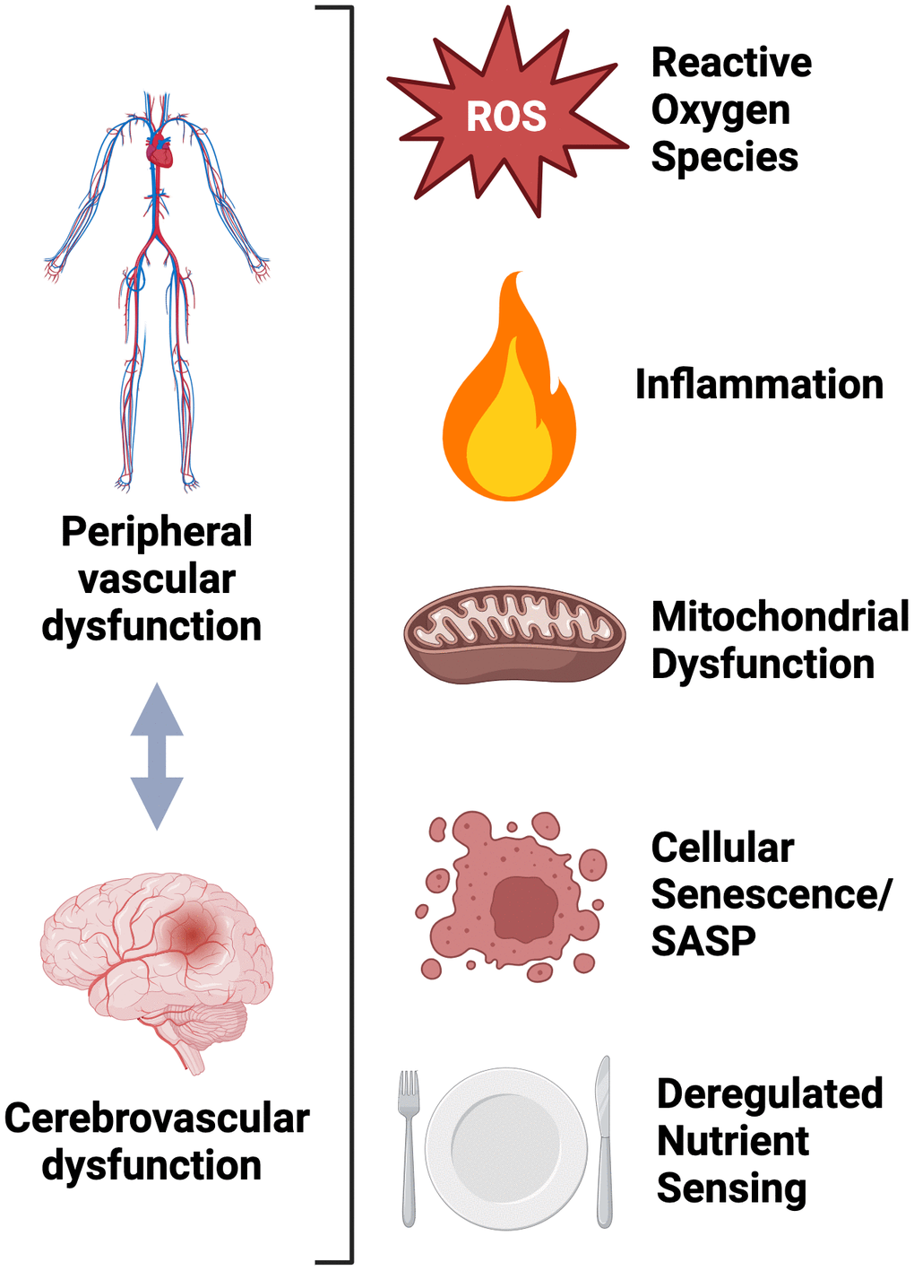 Molecular and cellular mechanisms shared between peripheral and cerebrovascular dysfunction.