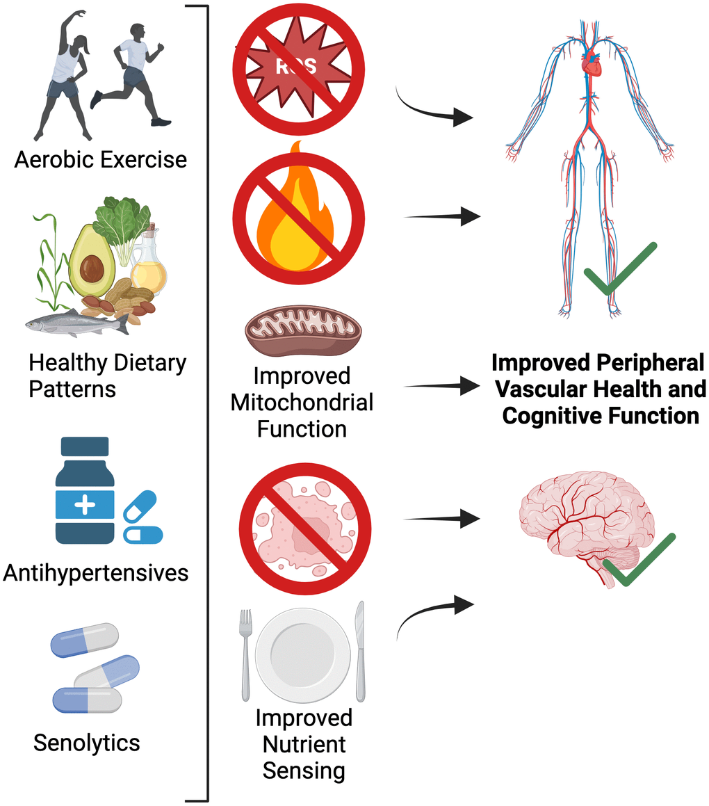 Lifestyle and select pharmacological strategies for targeting the shared mechanisms of peripheral vascular dysfunction and brain aging.