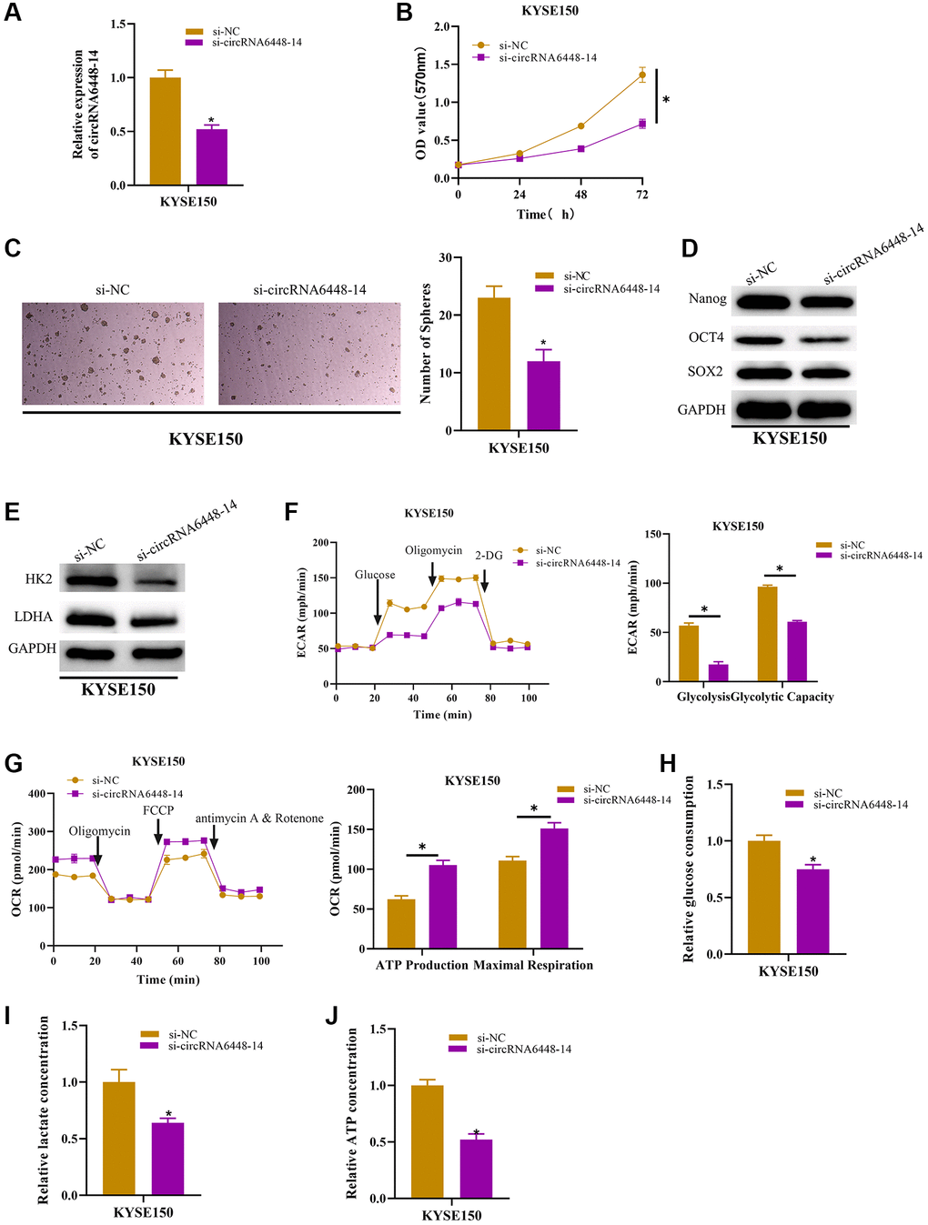 circRNA6448-14 increases stemness and glycolysis in ESCC cells. (A) qRT-PCR detection of circRNA6448-14 expression in circRNA6448-14 knockdown and control cells. (B) MTT assay detection of cell viability in circRNA6448-14 knockdown and control cells. (C) Stem cell sphere formation experiment in circRNA6448-14 knockdown and control cells. (D, E) WB detection of stem cell surface marker proteins Nanog, OCT4, SOX2 expression and glycolysis rate-limiting enzymes HK2, LDHA expression in circRNA6448-14 knockdown and control cells. (F) The ECAR of circRNA6448-14 knockdown and control cells. (G) The OCR of circRNA6448-14 knockdown and control cells. (H–J) The kits detected glucose consumption, lactate production, and ATP generation levels in cells. *P 