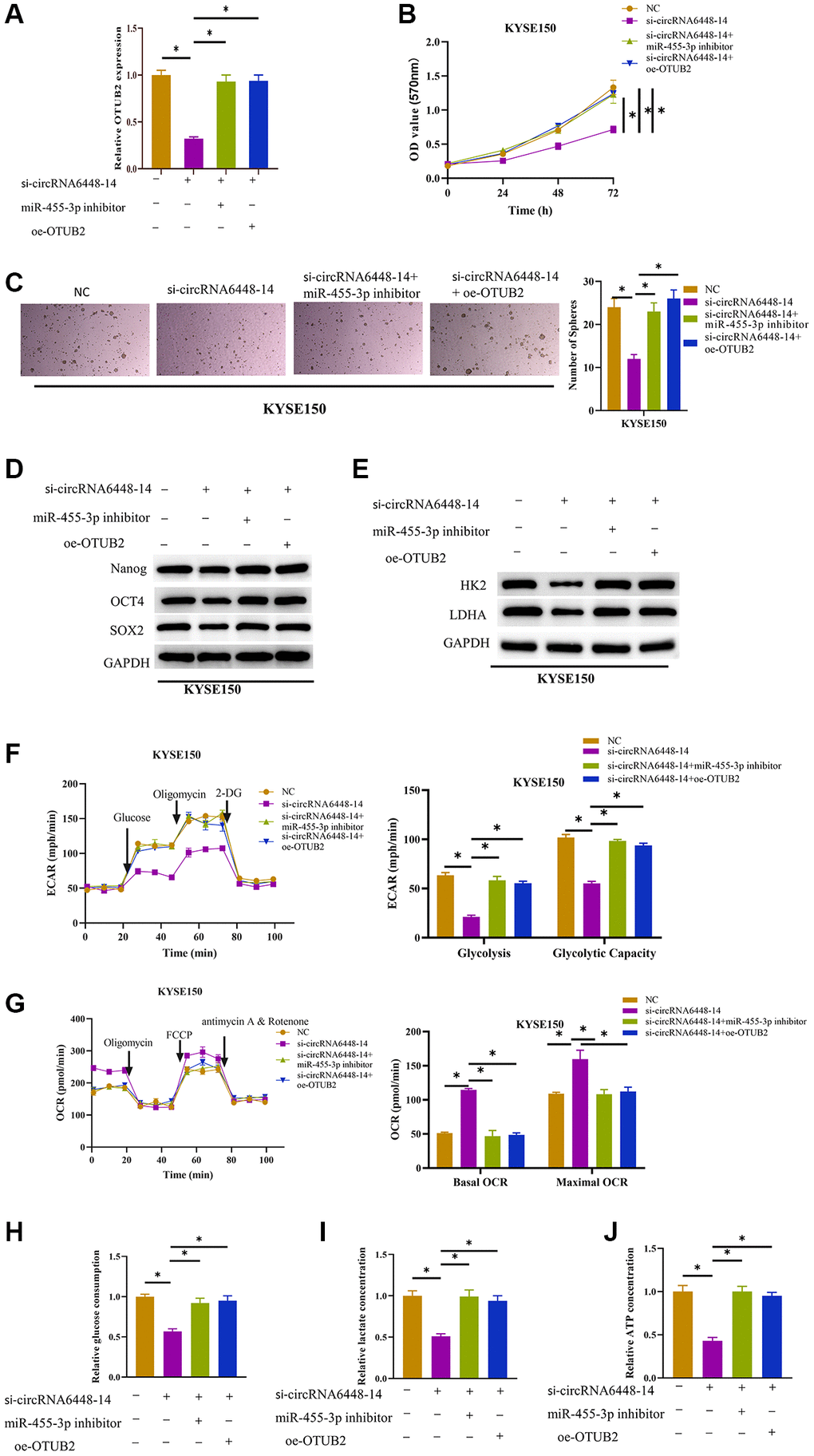 Stimulative effect on cell glycolysis and stemness by circRNA6448-14/miR-455-3p/OTUB2 axis. (A) qRT-PCR detection of OTUB2 expression in different treatment groups. (B) MTT detection of cell viability in different treatment groups. (C) Stem cell sphere formation assay in different treatment groups. (D, E) WB detection of stem cell surface marker proteins Nanog, OCT4, SOX2 expression and glycolysis rate-limiting enzymes HK2, LDHA expression in different treatment groups. (F, G) The ECAR and OCR of different treatment groups. (H–J) Glucose consumption, lactate production, and ATP generation levels in cells of different treatment groups. *P 