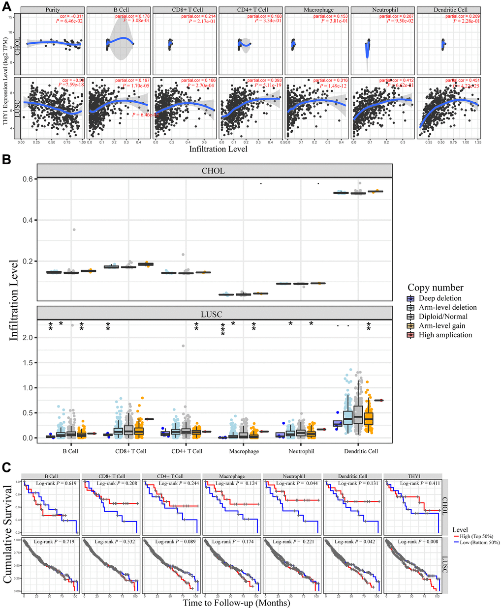Relationships between THY1 expression and immune infiltration levels in lung squamous cell carcinoma (LUSC) and cholangiocarcinoma (CHOL). (A) Differentially expressed THY1 was significantly correlated with lymphocytes infiltration levels in LUSC, but not in CHOL. (B) Copy number alteration of different immune lymphocytes was significantly correlated with immune infiltration levels in LUSC, but not in CHOL. (C) Higher THY1 expression and dendritic cell infiltration level significantly correlated with poorer prognosis in LUSC.