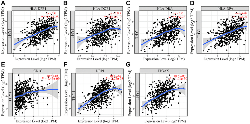 Associations between THY1 expression and gene markers of dendritic cells. (A–G) The relationships between THY1 expression and HLA-DPB1, HLA-DQB1, HLA-DRA, HLA-DPA1, CD1C, NRP1, and ITGAX in LUSC from TIMER database.