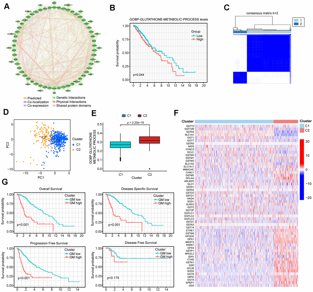 Identification of two distinct clusters in low-grade glioma (LGG) patients using consensus clustering. (A) The protein-protein interaction (PPI) network of GMRGs. (B) Kaplan-Meier (K-M) survival analysis based on glutathione metabolism scores. (C) Consensus clustering divides all The Cancer Genome Atlas (TCGA)-LGG patient samples into two clusters. (D) PCA analysis shows that the two GMRGs-related clusters are distinctly separated. (E) Glutathione metabolism differs between the two clusters. (F) Glutathione metabolism related genes (GMRGs) expression levels in the two clusters. (G) Survival differences between the two clusters in OS, disease-specific survival (DSS), progression-free survival (PFS), and disease-free survival (DFS).