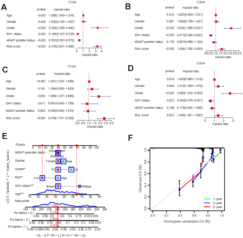Independent prognostic analysis and the construction of nomogram. (A–D) Univariate Cox regression (A, B) and multivariate Cox regression (C, D) analysis of risk scores based on OS in TCGA-LGG and CGGA-LGG datasets. (E) Nomograms incorporating the GS and several clinical characteristics to predict the survival probability of LGG patients. (F) Calibration curves of the nomogram at 1-, 3-, and 5-year intervals.