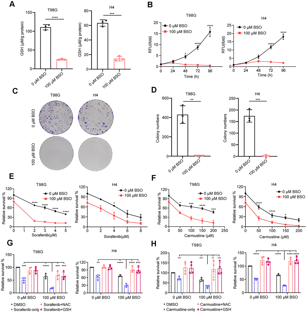 Effect of decreased GSH levels on glioma cell proliferation and drug resistance. (A) Measurement of glutathione content in T98G and H4 cell lines following preincubation with 100 μM L-buthionine-S,R-sulfoximine (BSO) for 24 h. (B) Effect of BSO treatment on the proliferation of T98G and H4 cell lines. (C) Colony formation results in response to BSO treatment. (D) Histograms showing the number of colonies under different experimental conditions. (E, F) Measurement of cell viability in T98G and H4 cells treated with varying concentrations of sorafenib or carmustine, either in combination with PBS or BSO (100 μM), for 24 h. (G, H) Cell viability assessment in T98G and H4 cells treated with BSO (100 μM) and sorafenib (4 μM) or carmustine (100 μM for T98G, 50 μM for H4), along with NAC (5 mM) or GSH (5 mM), for 24 hours. All data points are presented as mean ± SD from three or four independent experiments.