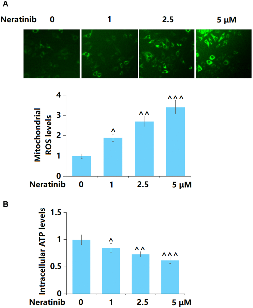 Neratinib induced the production of mitochondrial ROS and mitochondrial dysfunction. AU565 cells were stimulated with Neratinib (1, 2.5, 5 μM) for 36 hours. (A) The levels of mitochondrial ROS were measured using Mitosox Green; (B) The levels of intracellular ATP (^, ^^, ^^^, P