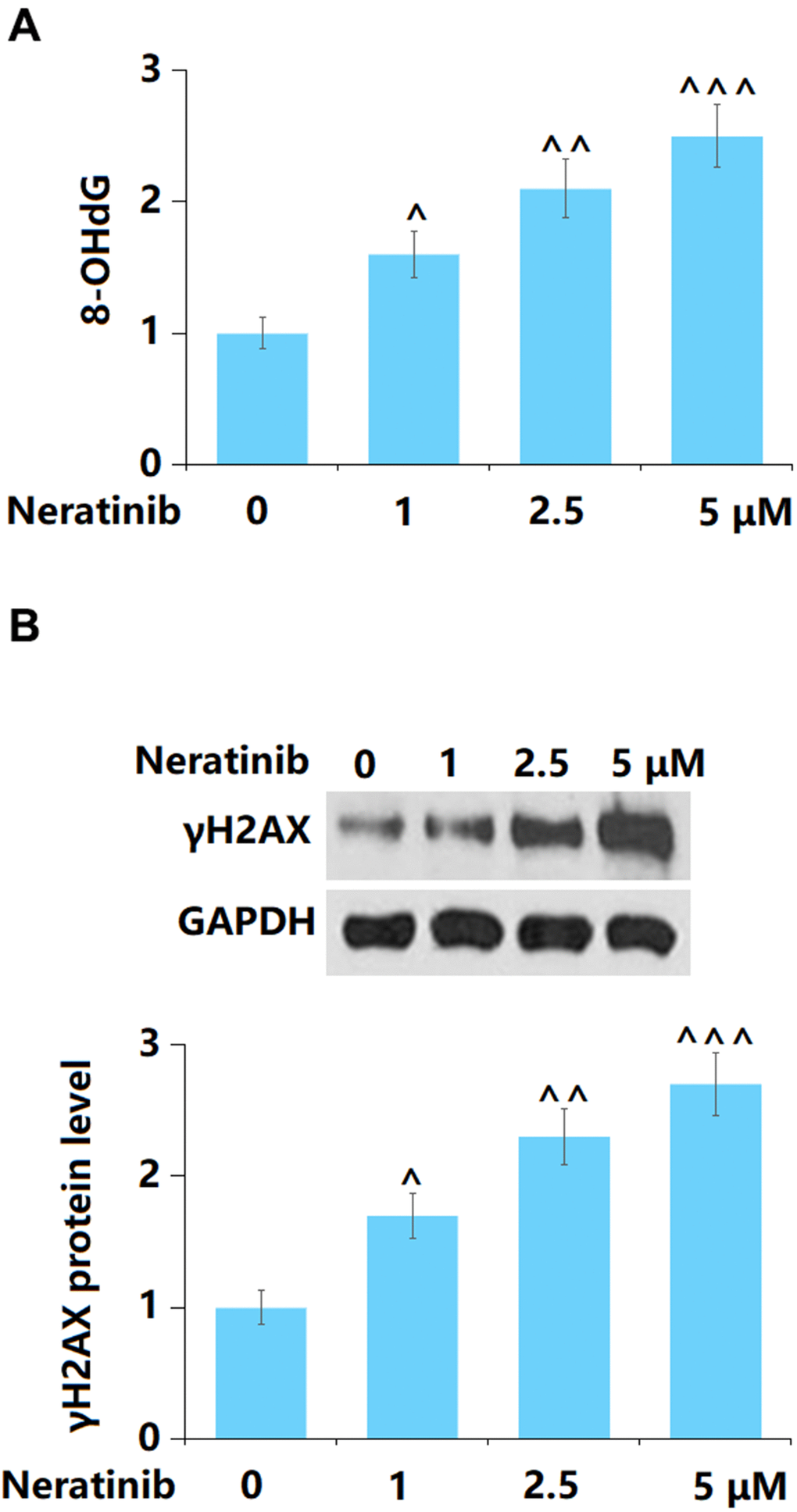 The effects of Neratinib in DNA damage in AU565 cells. Cells were stimulated with Neratinib (1, 2.5, 5 μM) for 72 hours. (A) The levels of 8-OHdG as measured by a commercial kit; (B) The levels of γH2AX (^, ^^, ^^^, P