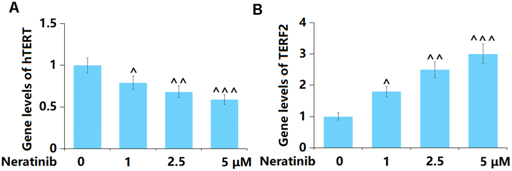 Neratinib decreased the gene levels of hTERT but increased the gene levels of TERF2 in AU565 cells. Cells were stimulated with Neratinib (1, 2.5, 5 μM) for 14 days. (A) Gene levels of hTERT; (B) Gene levels of TERF2 (^, ^^, ^^^, P