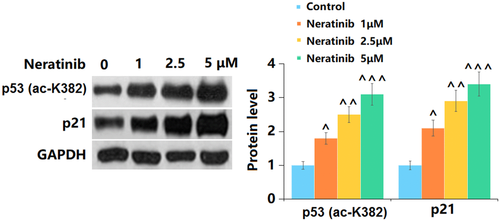 The effects of Neratinib in the expression of K382 acetylation of p53 (ac-K382) and p21. (A) Representative images of p53 (ac-K382) and p21 protein as measured by Western blot analysis (^, ^^, ^^^, P