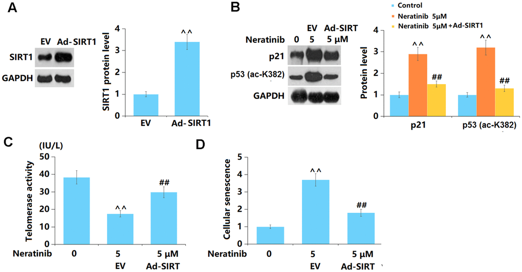 Overexpression of SIRT1 abolished the effects of Neratinib in cellular senescence. Cells were transduced with Ad-SIRT1, followed by stimulation with Neratinib (5 μM). (A) Western blot results revealed successful overexpression of SIRT1; (B) Representative images of p53 (ac-K382) and p21; (C) The telomerase activity; (D) The SA-β-Gal assay was used to assess cellular senescence (^^, P