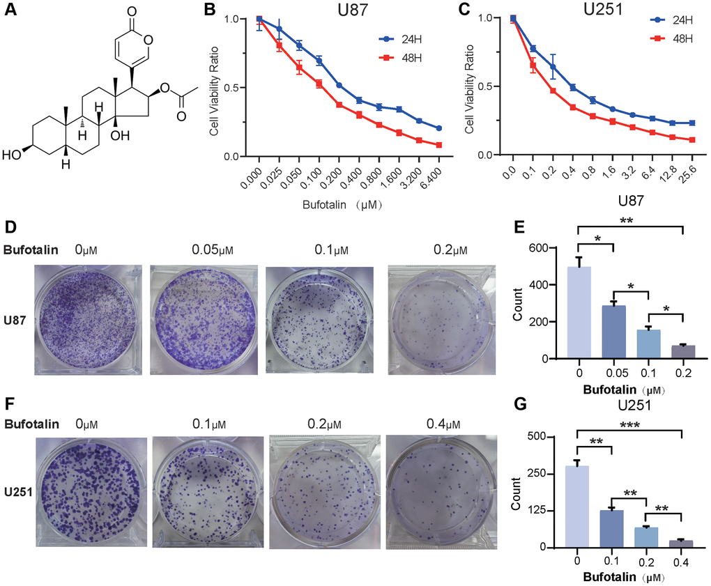 Bufotalin inhibits cell proliferation in GBM cells. (A) The molecular structure of bufotalin. (B, C) CCK-8 assay was used to determine the cell viability of U87 and U251 cells treated with bufotalin for 24 h and 48 h. (D–G) Bufotalin suppressed U87 and U251 cells’ colony formation. The data are representative of three independent experiments and are presented as the mean ± SD. Significant differences compared with the control are indicated by *p **p ***p 